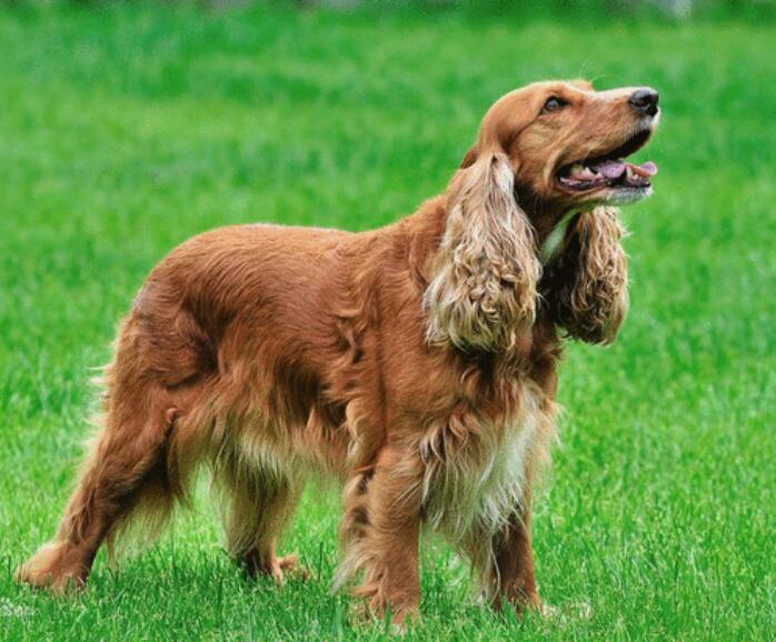 美国可卡犬怎么美容?美容必备技巧 美国可卡犬怎么美容?美容必备技巧
