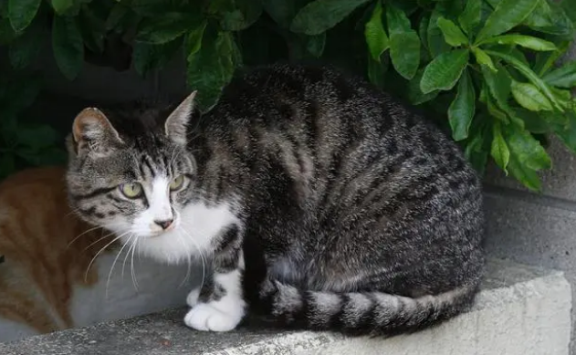 猫咪丢了能自己找回家吗