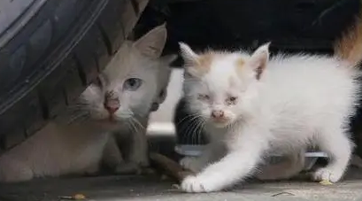 流浪猫为什么突然咬人?你需要留意这几方面 流浪猫为什么突然咬人?你需要留意这几方面