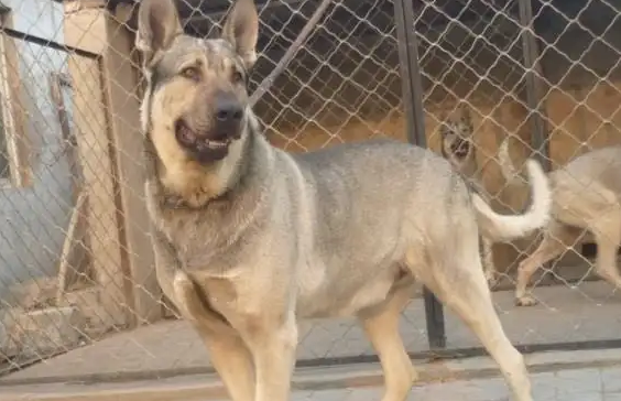 狼青犬200钱一只