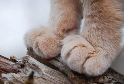 猫咪的爪子为什么臭臭的 猫咪的爪子为什么臭臭的