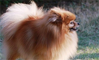 今天带你们了解一下，博美犬的外表特点