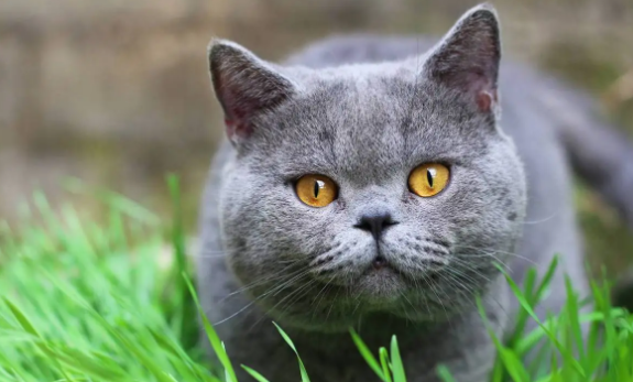 猫脚趾发炎流脓怎么处理