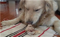 狗狗吃鸡骨头三天后死了