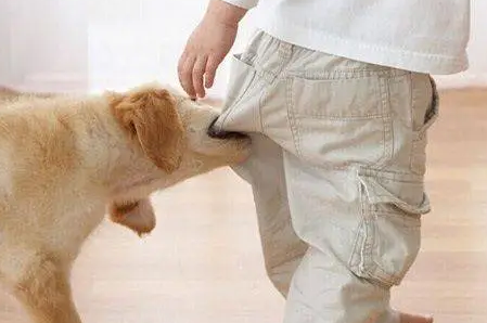 小孩为什么不能碰狗