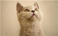 猫咪大便为什么变细了怎么回事