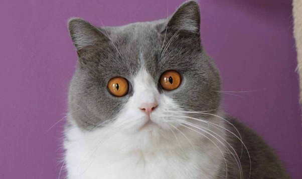 蓝白猫和蓝猫哪种贵