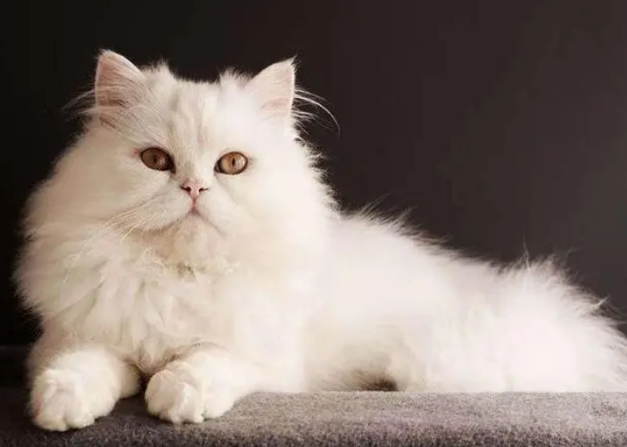 长毛猫造型价格 长毛猫造型价格