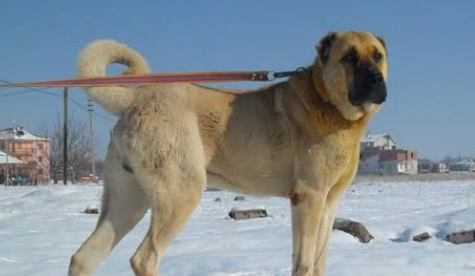 安纳托利亚牧羊犬产后恶露怎么办?处理方法是? 安纳托利亚牧羊犬产后恶露怎么办?处理方法是?