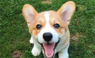 中小型犬类哪种最好养