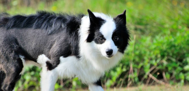 边牧犬什么时候生产？