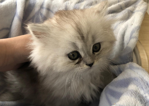 蓝猫和银渐层生出来的小猫