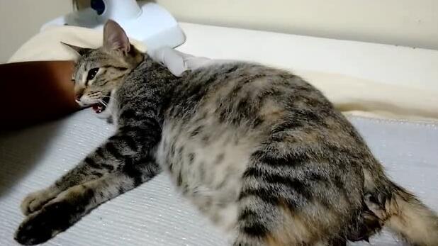 母猫生小猫助产揉肚子 母猫生小猫助产揉肚子