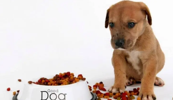 如何改正幼犬不吃狗粮 如何改正幼犬不吃狗粮