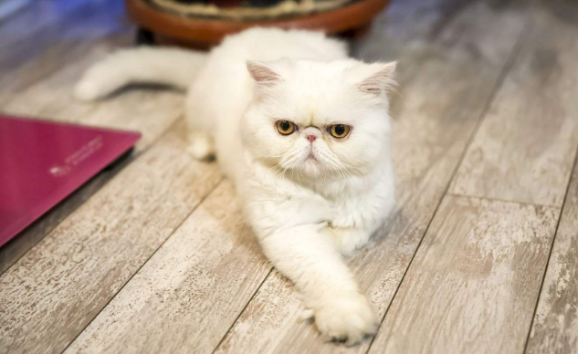 为什么很少人养加菲猫