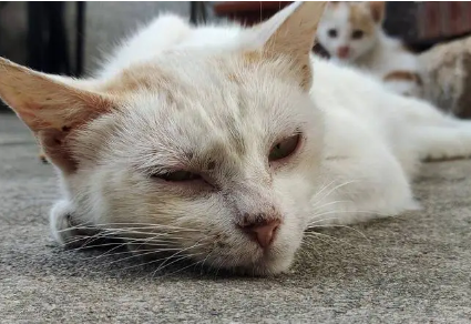 猫死后的七天主人要注意什么