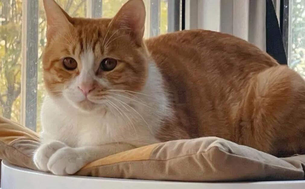 橘猫为什么那么喜欢咬我耳朵?原因何在? 橘猫为什么那么喜欢咬我耳朵?原因何在?