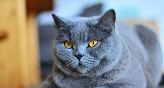 排名前十的猫品种