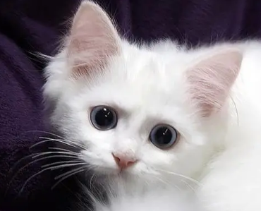 小猫咪丢了怎么找回来 小猫咪丢了怎么找回来