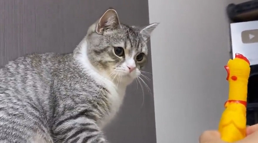 小猫吓唬人是在和我玩吗