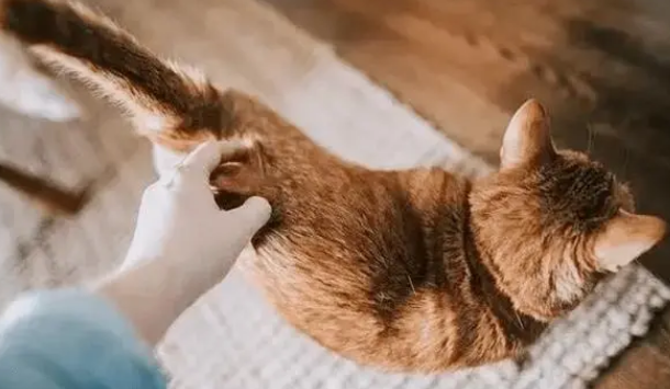 为啥猫咪怕拽尾巴 为啥猫咪怕拽尾巴