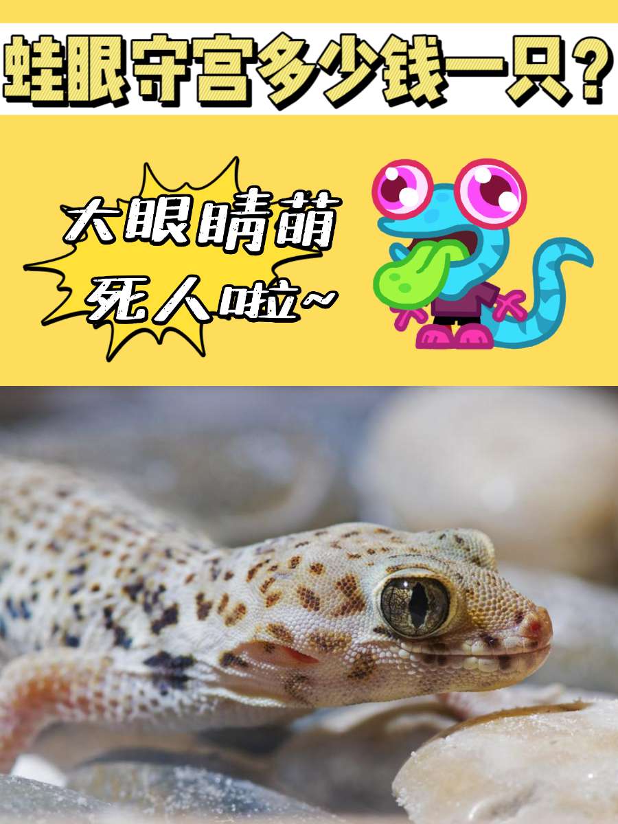 蛙眼守宫多少钱一只?超大眼睛萌死人!