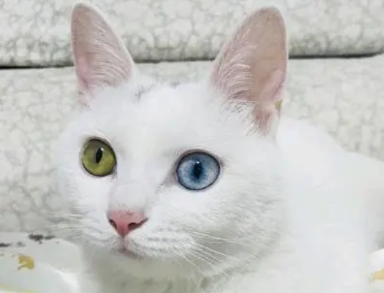 眼睛异瞳的白色猫多少钱 眼睛异瞳的白色猫多少钱