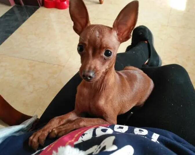 小鹿犬喜欢吃什么？本文给你答案