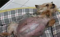 狗狗子宫蓄脓前兆和月经区别