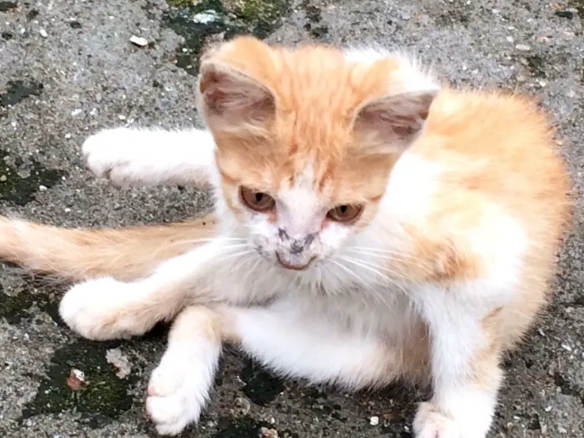 流浪猫绝育的好处是什么？来看看吧