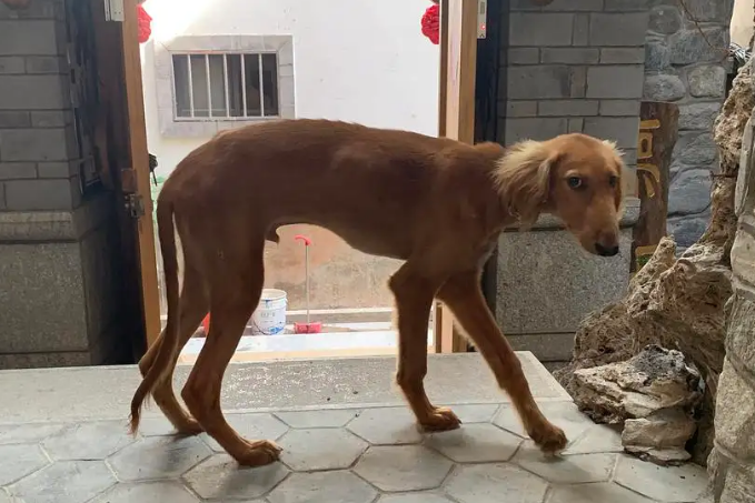 细犬出售150元一只
