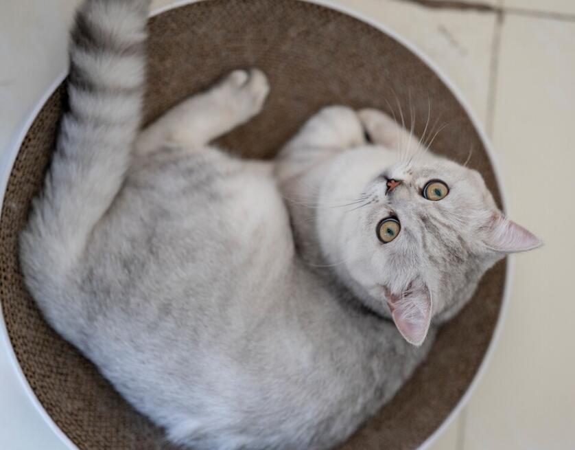 银渐层猫贵贱看尾巴