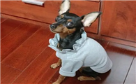 小鹿犬喜欢乱叫怎么办?怎么让它安静?