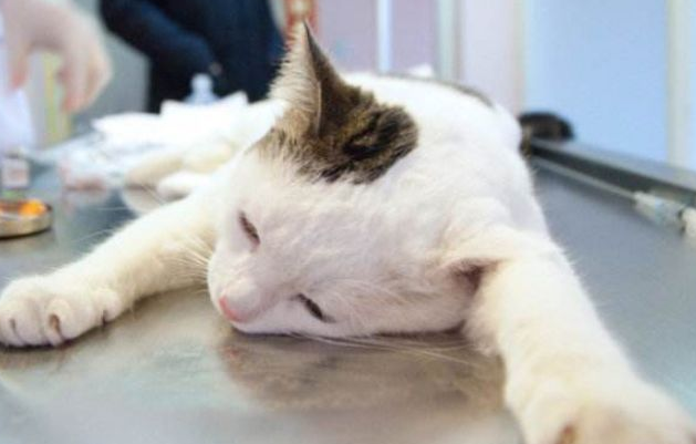 猫咪神经受损的表现