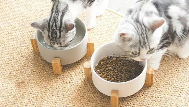 猫咪用什么碗喝水最好