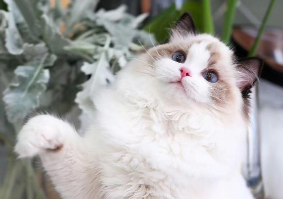 布偶猫能吃什么食物