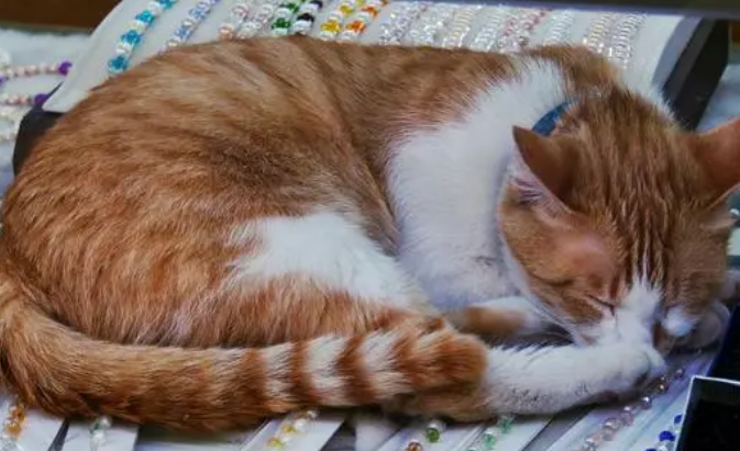 猫咪为什么要蜷着睡觉