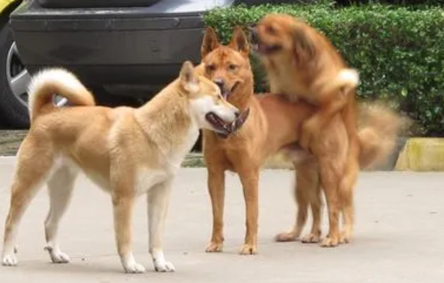 狗狗一般在春秋发情期，是真的吗？