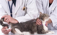 不想养猫了可以安乐死吗