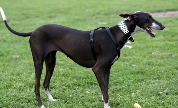细犬怎么训练大小便呢？这里有答案！