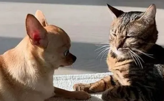 狗狗看到小猫会吃醋吗为什么呢 狗狗看到小猫会吃醋吗为什么呢