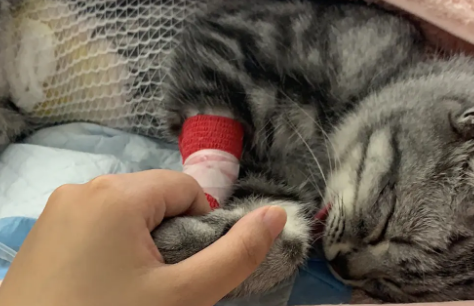 母猫多大容易子宫蓄脓