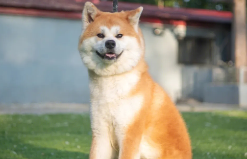 秋田犬优缺点及适合人群 秋田犬优缺点及适合人群