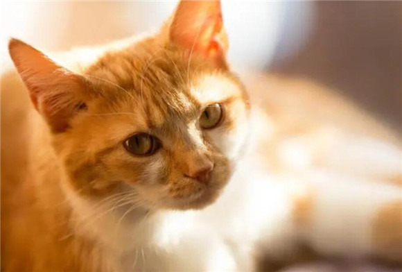 猫咪为什么不害怕蜘蛛呢