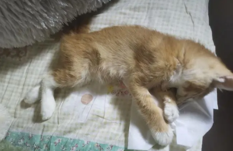 猫死了都硬了两天又活了