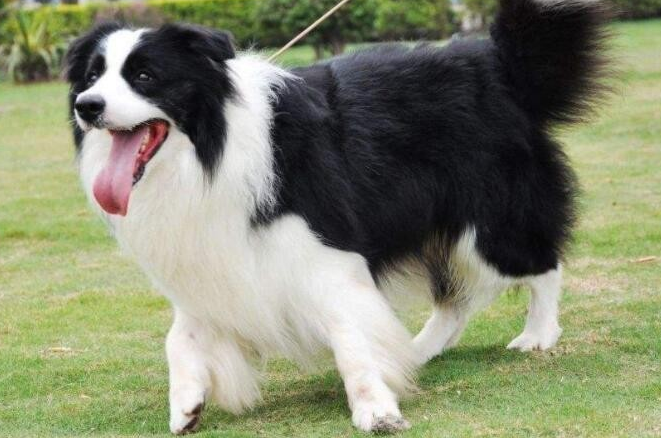 边牧犬怎么样的品相最好