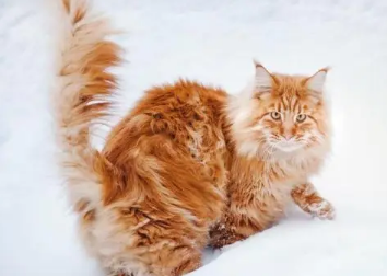 猫咪干燥发抖怎么回事 猫咪干燥发抖怎么回事
