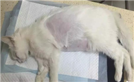 猫安乐死会恨主人吗