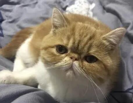 猫咪突然漏屎是为什么 猫咪突然漏屎是为什么