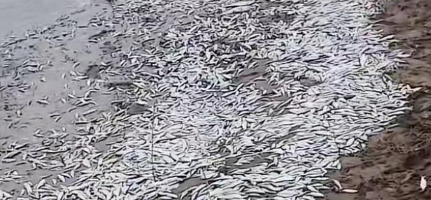 河南一地大量鱼搁浅岸边，网友质疑乱排污导致